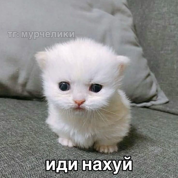 decess__